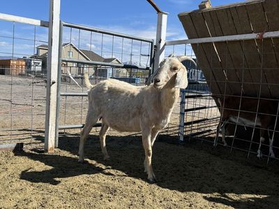 Female Nubian Goat For Sale