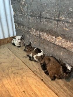 Nigerian Dwarf Goat Family for Sale ️