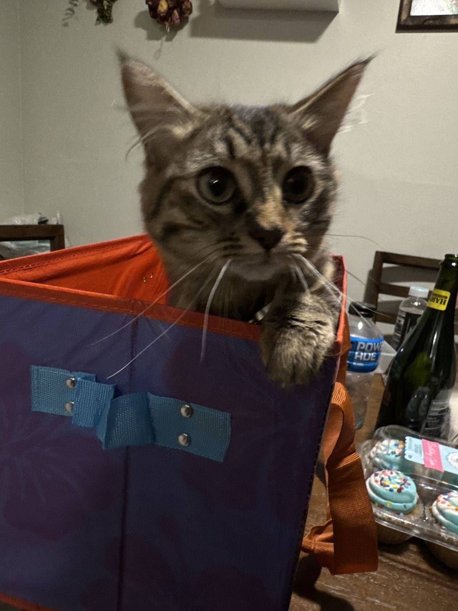 Cat