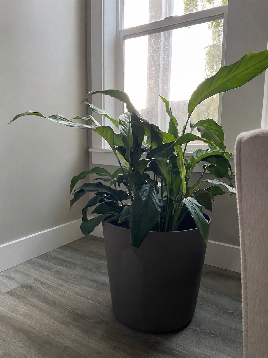 Large indoor healthy peace lily plant