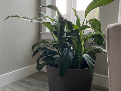 Large indoor healthy peace lily plant