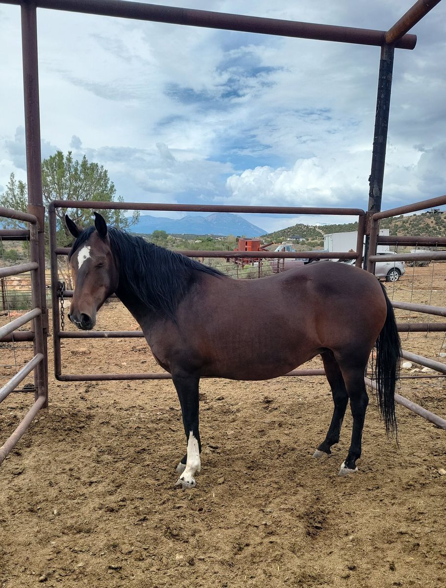 HEAVY bred mares