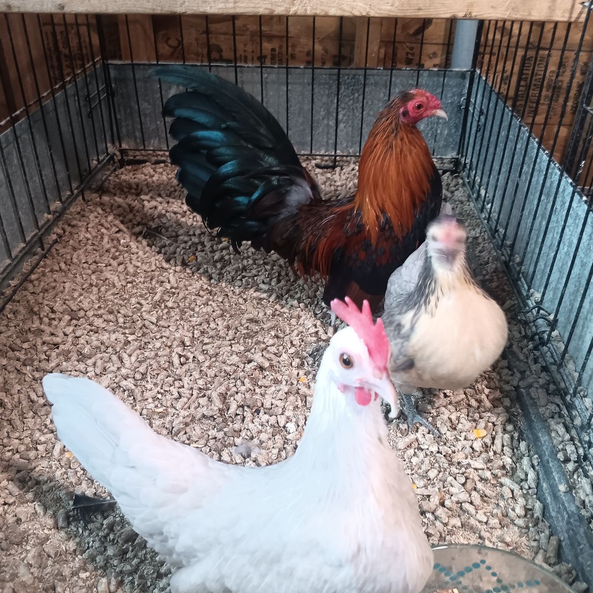 Hatching eggs . Aztecas, and mini phoenix azteca hatching for sale read below