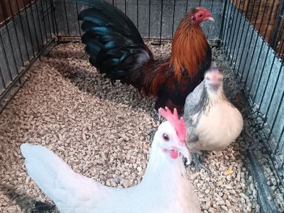 Hatching eggs . Aztecas, and mini phoenix azteca hatching for sale read below