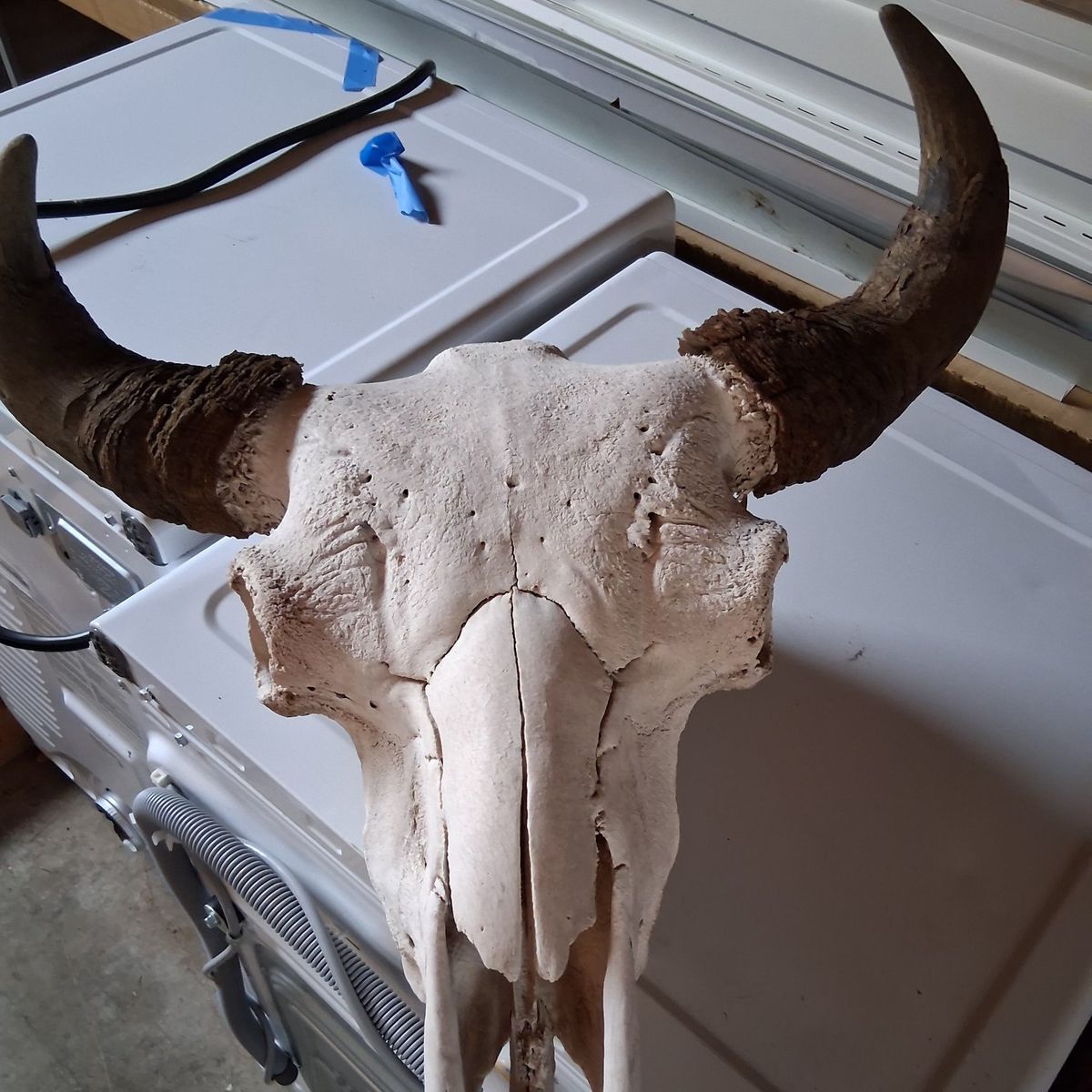 Buffalo skull