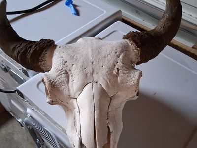 Buffalo skull