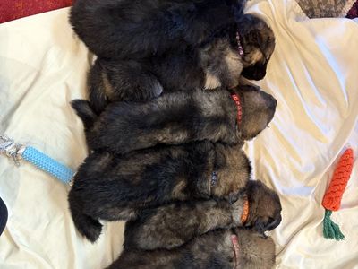 AKC Long Coat Sable German Shepherd Puppies