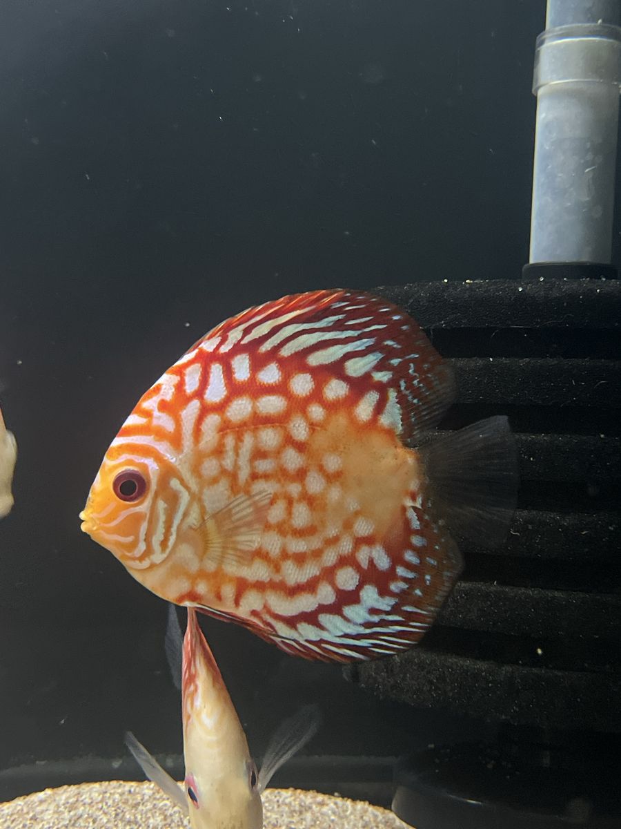 Discus - Reduced Price