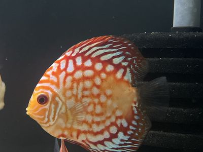 Discus - Reduced Price
