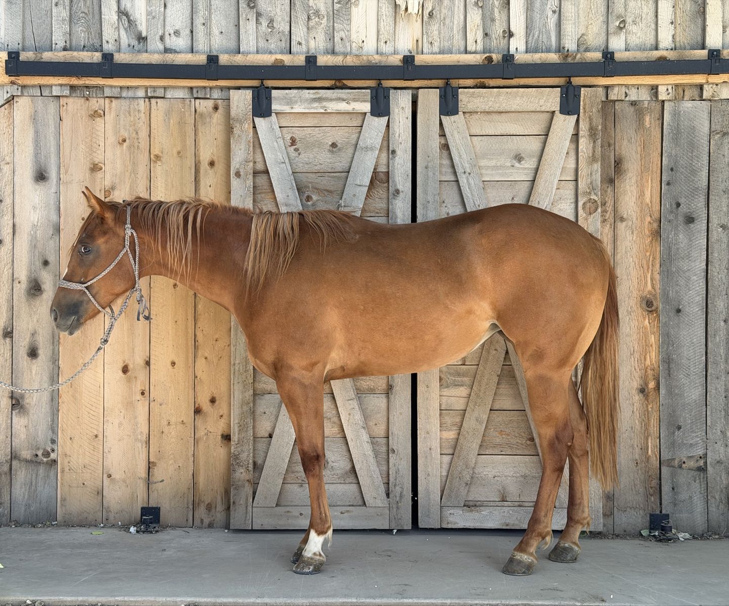 Grade Mare