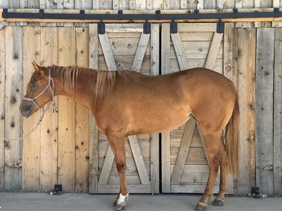 Grade Mare
