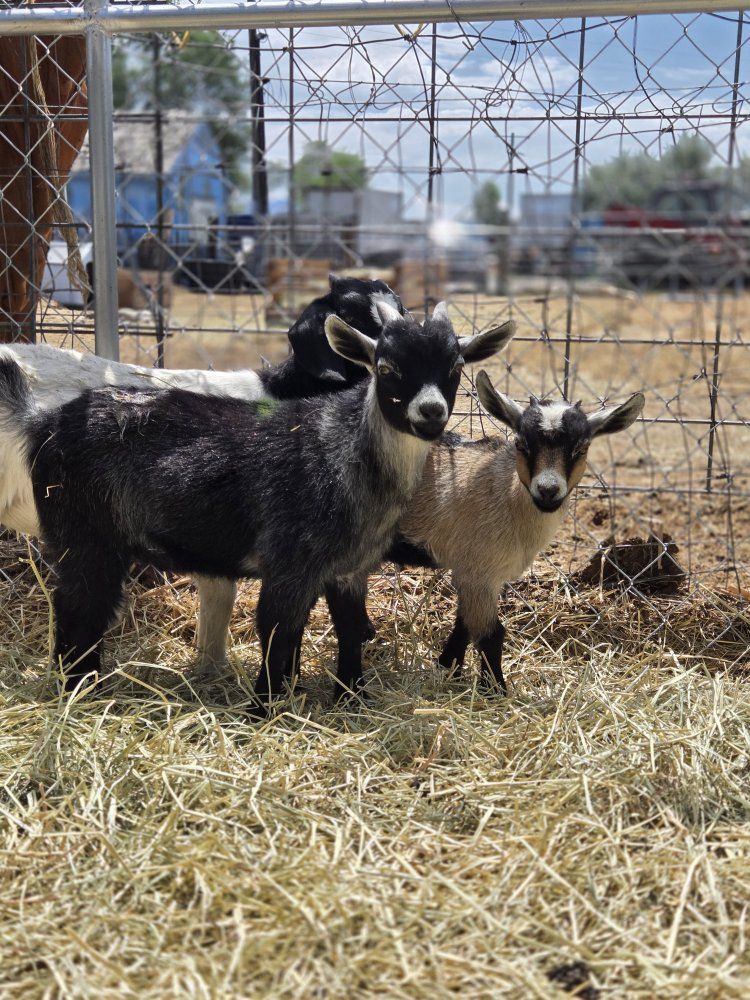 2 little goats