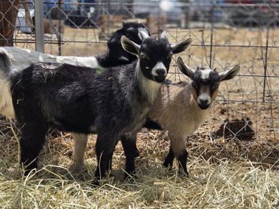 2 little goats