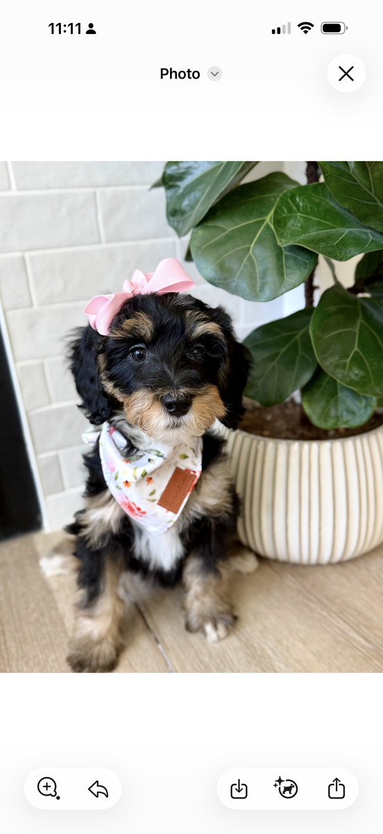 The sweetest mini bernadoodle puppy for sale!