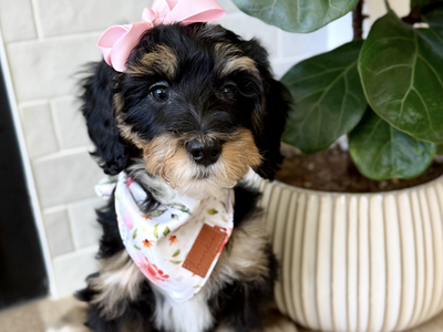 The sweetest mini bernadoodle puppy for sale!