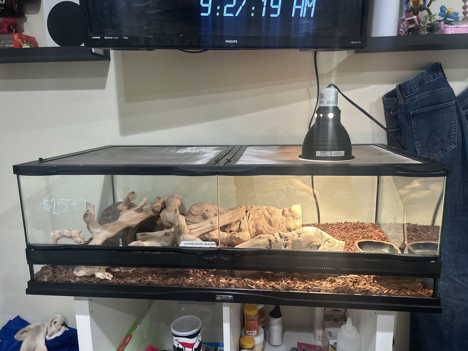 Leopard Gecko + COMPLETE Tank Setup
