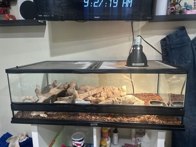 Leopard Gecko + COMPLETE Tank Setup