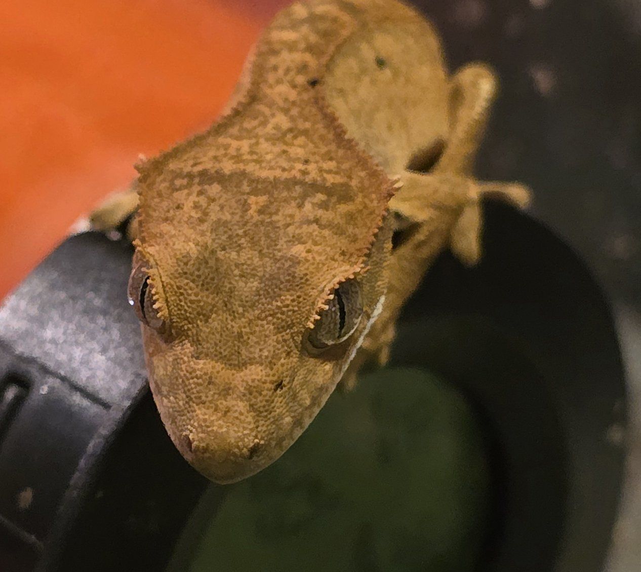 Crested Gecko Baby