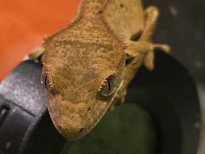 Crested Gecko Baby