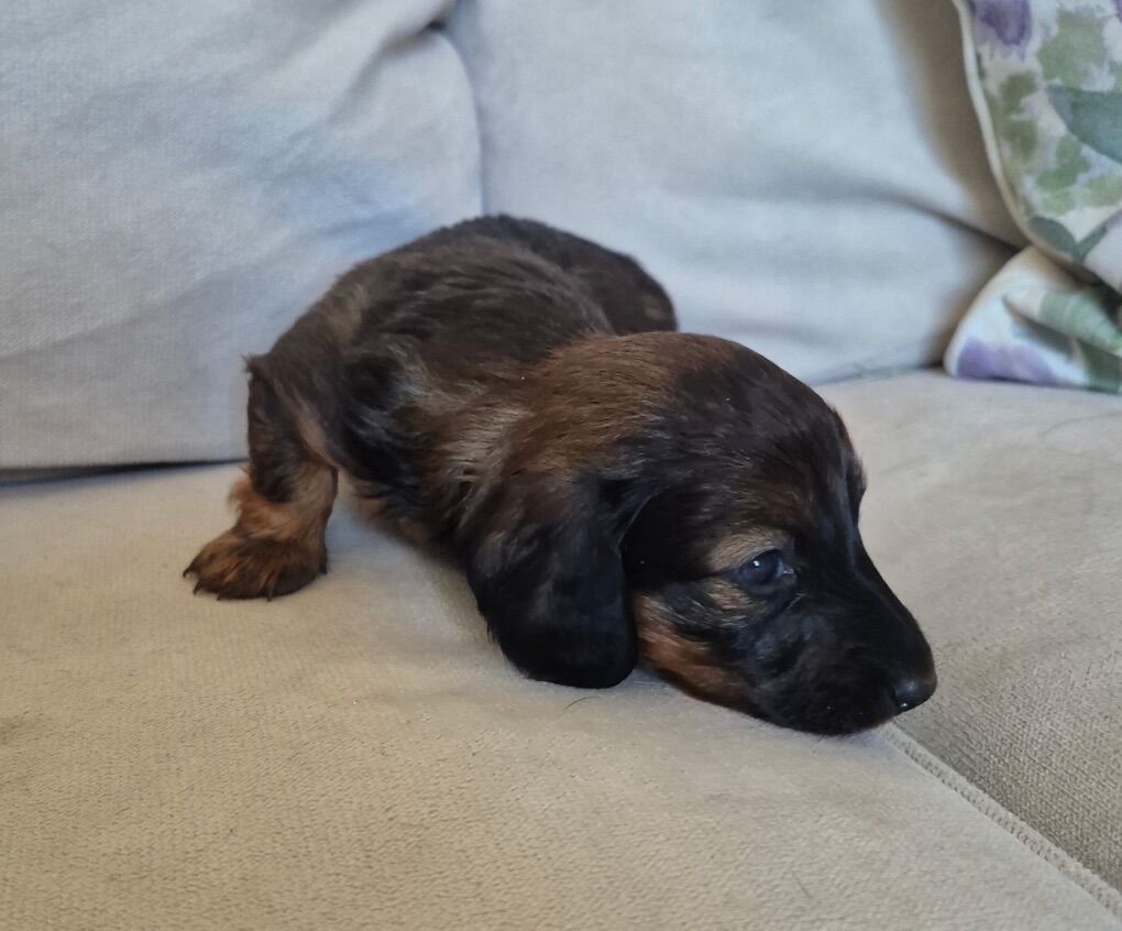 Dachshund puppies