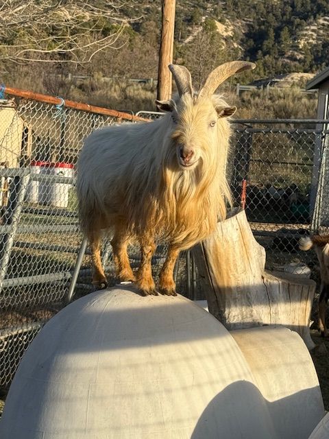 registered nigerian buck