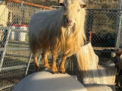 registered nigerian buck