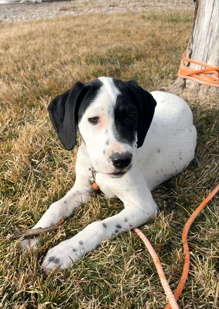 German Shorthair Llewellyn Setter