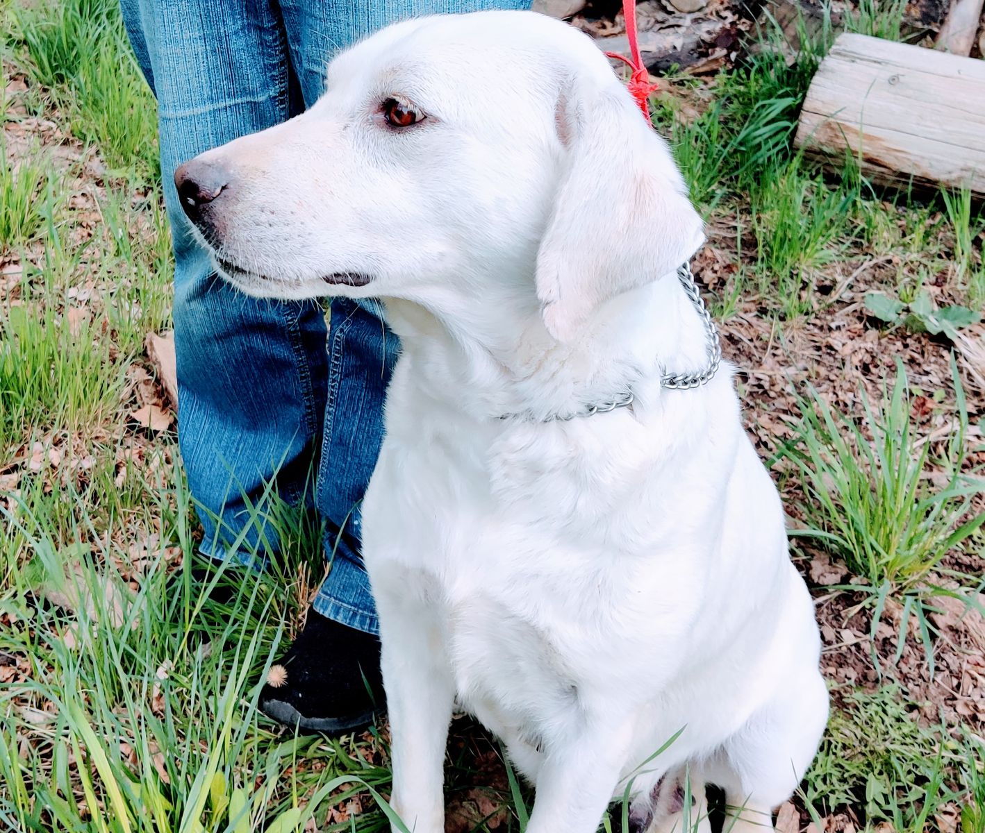 Free dog - White Labrador Retriever