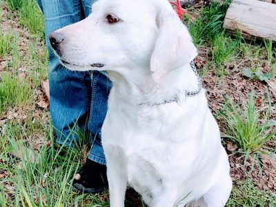 Free dog - White Labrador Retriever