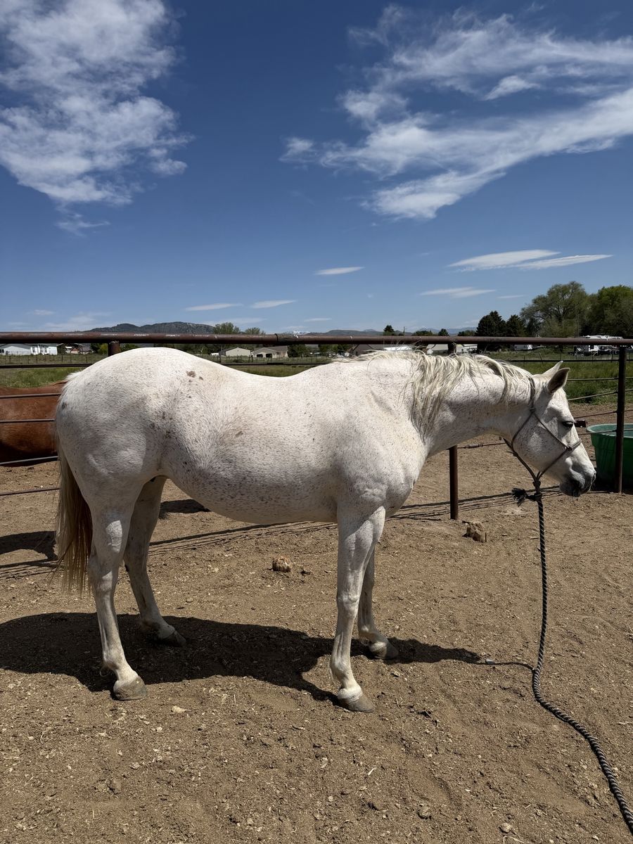 2016 AQHA Gray Mare