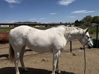 2016 AQHA Gray Mare