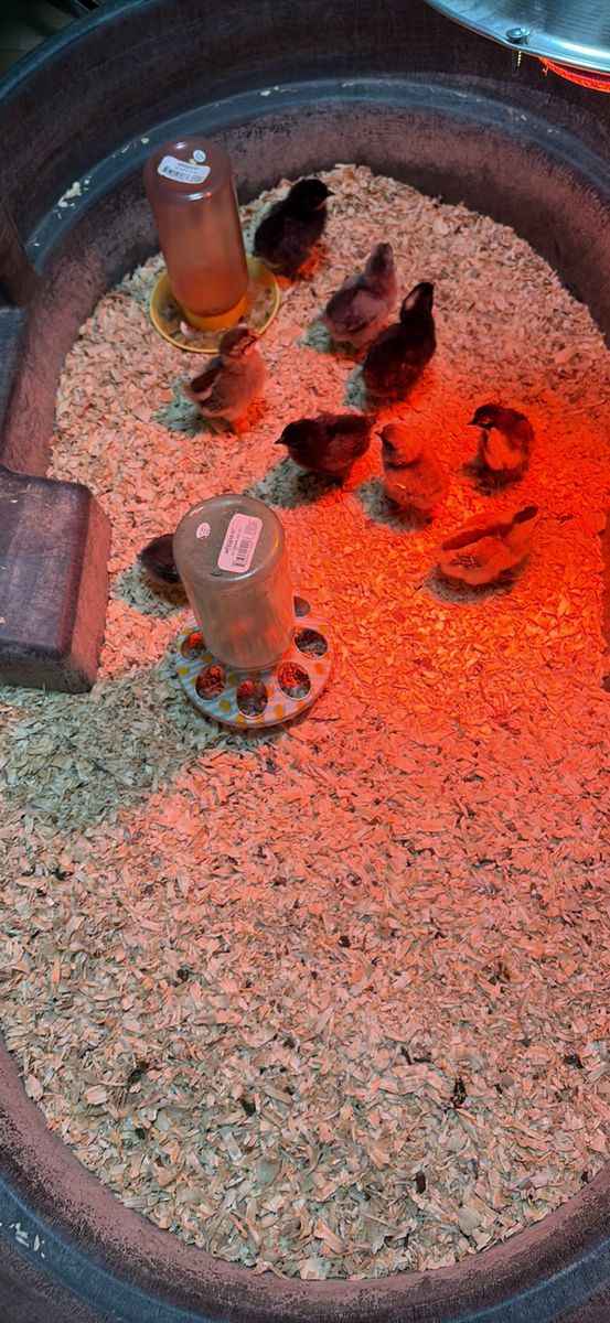 Baby Chicks (Mixed Breeds) - Young Poultry for Farm or Pet