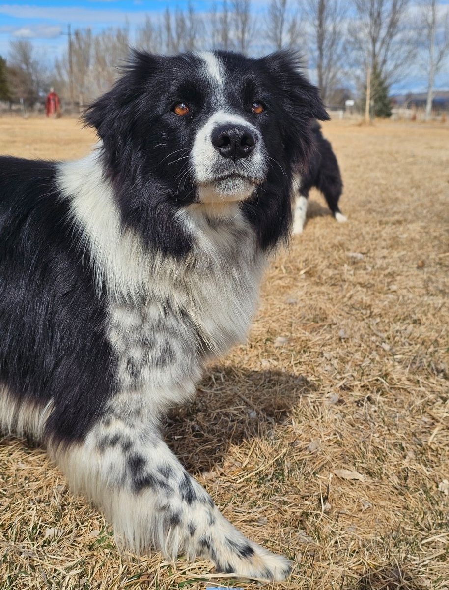 Handsome 4-year-old Border Collie mix