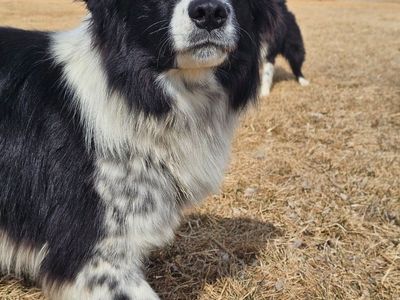 Handsome 4-year-old Border Collie mix