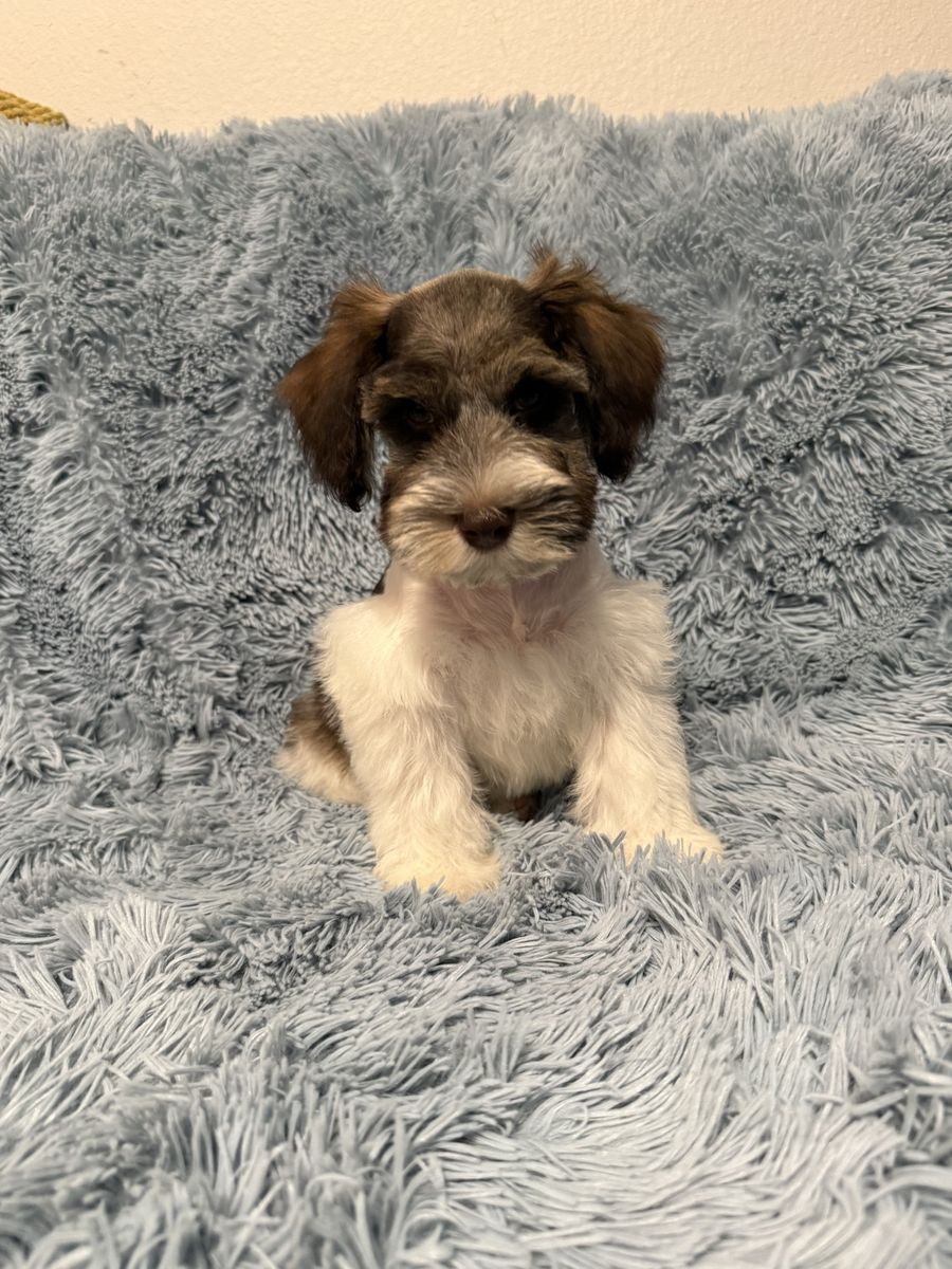 Miniature Schnauzer Male