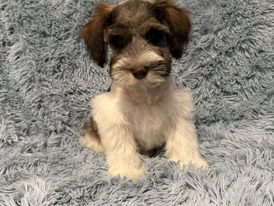 Miniature Schnauzer Male