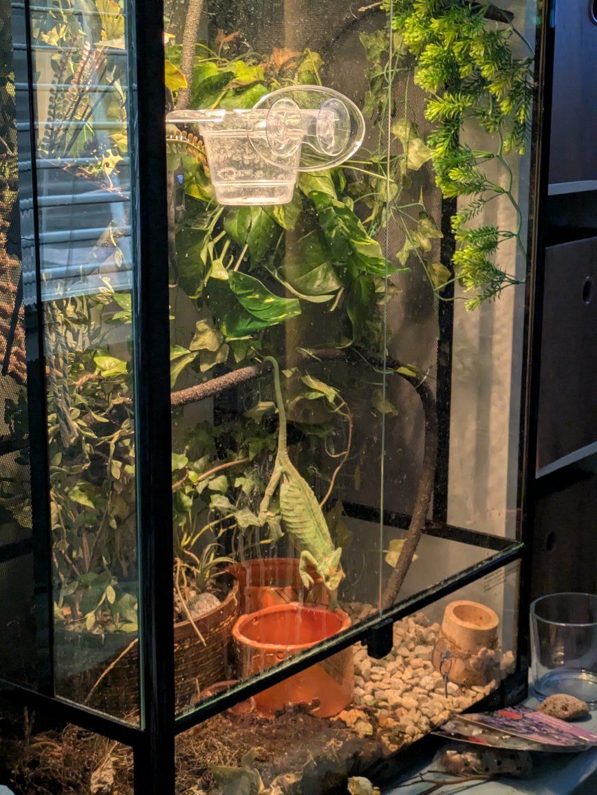 Veiled chameleon and 3-ft vertical enclosure