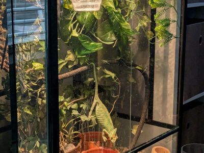 Veiled chameleon and 3-ft vertical enclosure