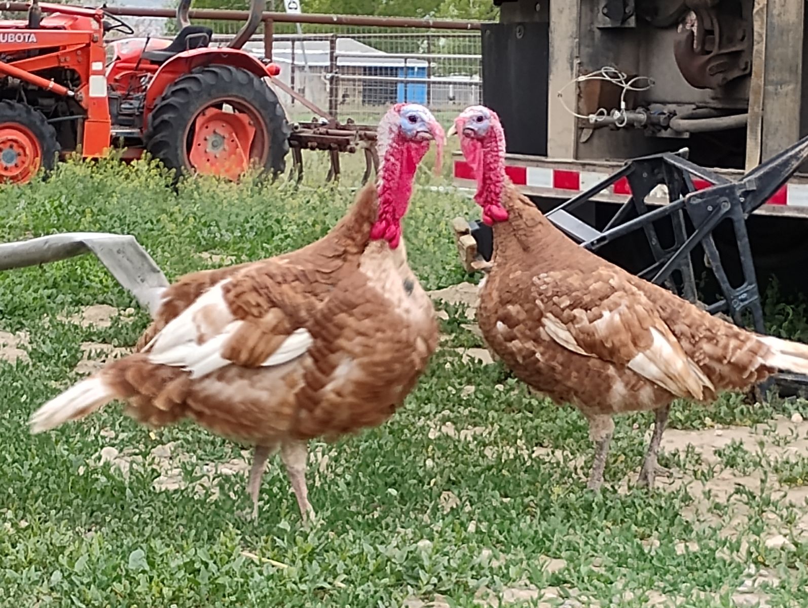TWO Bourbon Red Heritage Breed Tom Turkeys available