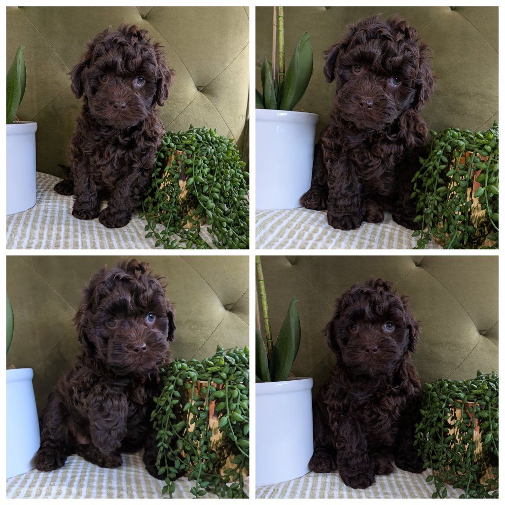 F1B Cockapoo Puppies