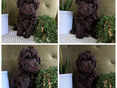 F1B Cockapoo Puppies