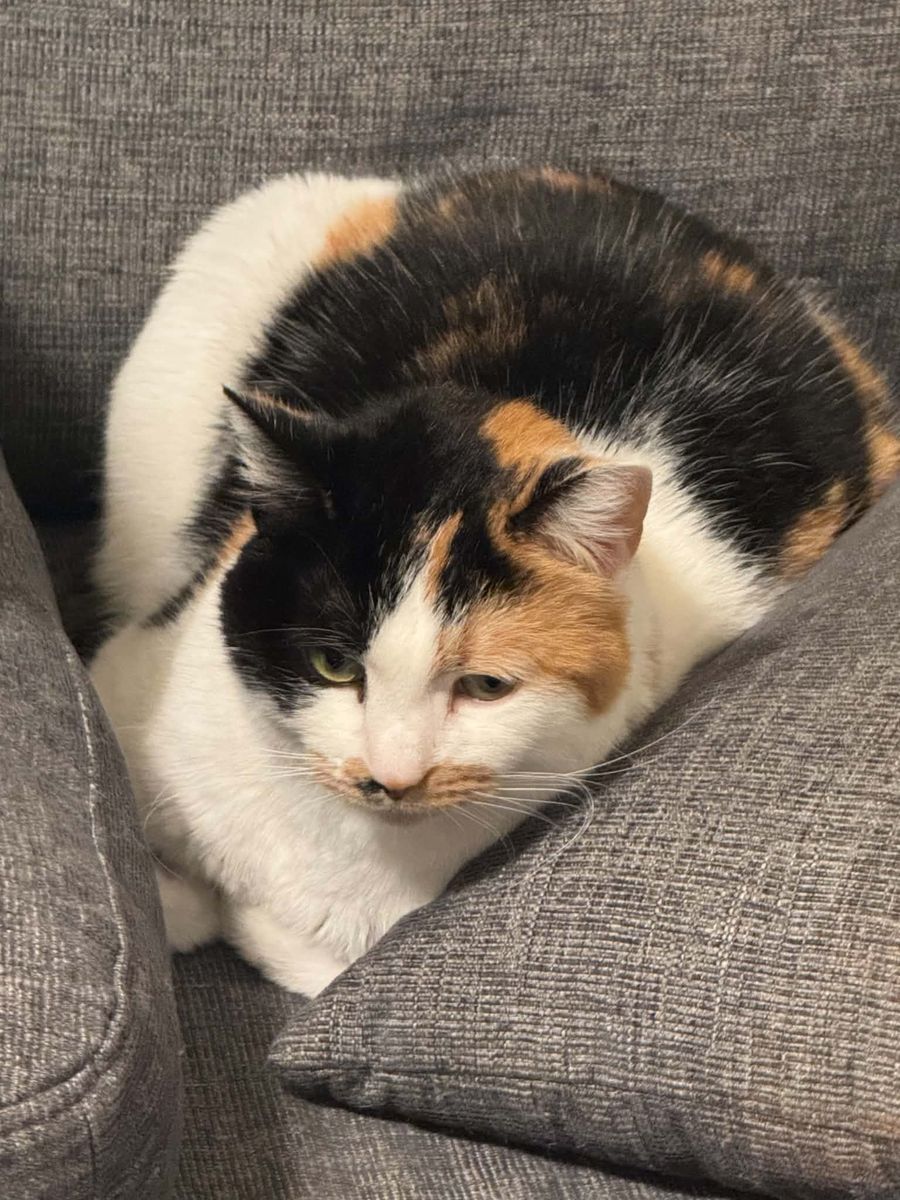 Lost kitty