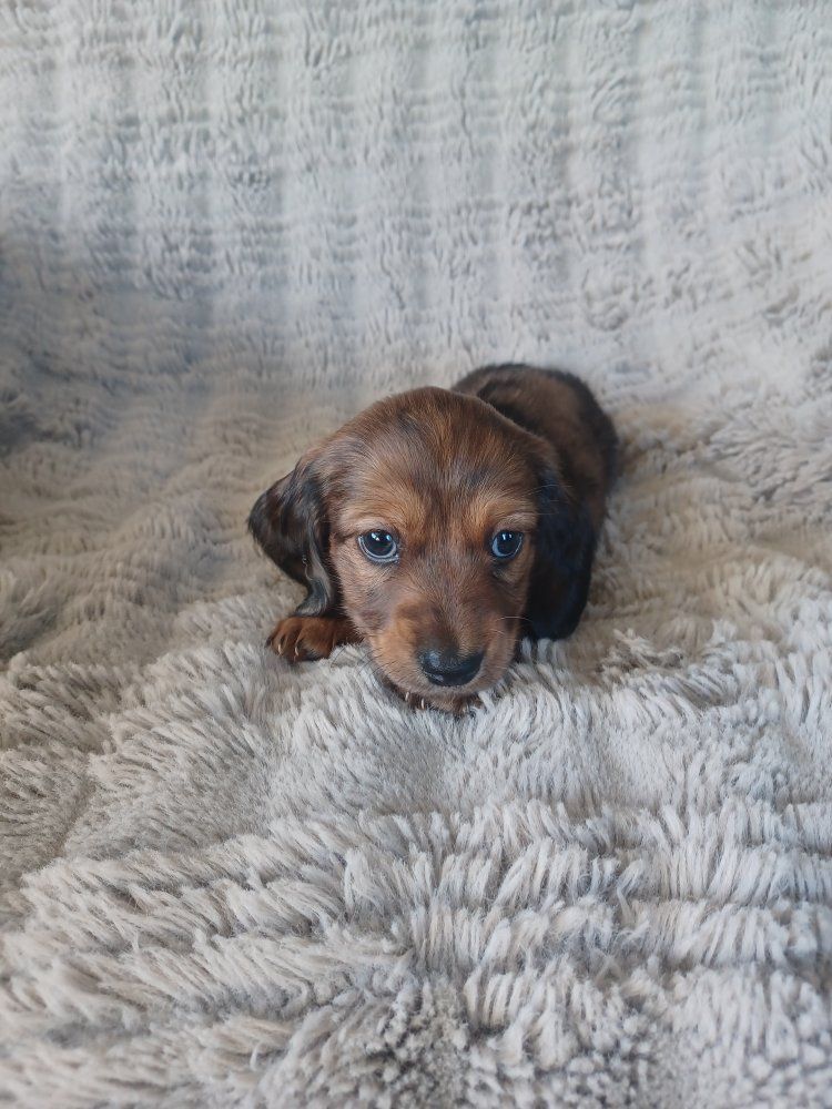 AKC Mini Dachshund 3 Male Puppies