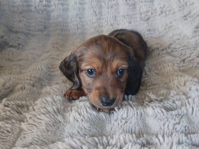 AKC Mini Dachshund 3 Male Puppies