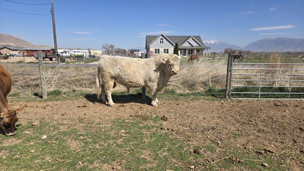 charolais bull