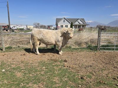 charolais bull