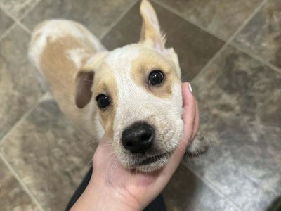 Heeler mixed - Puppy