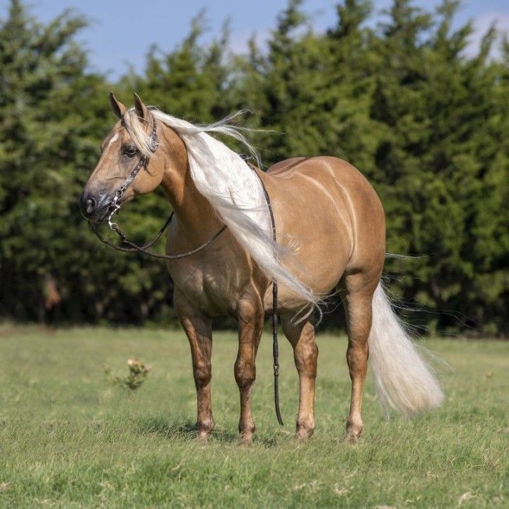 Palomino Quarter Horse Gelding