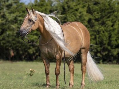 Palomino Quarter Horse Gelding
