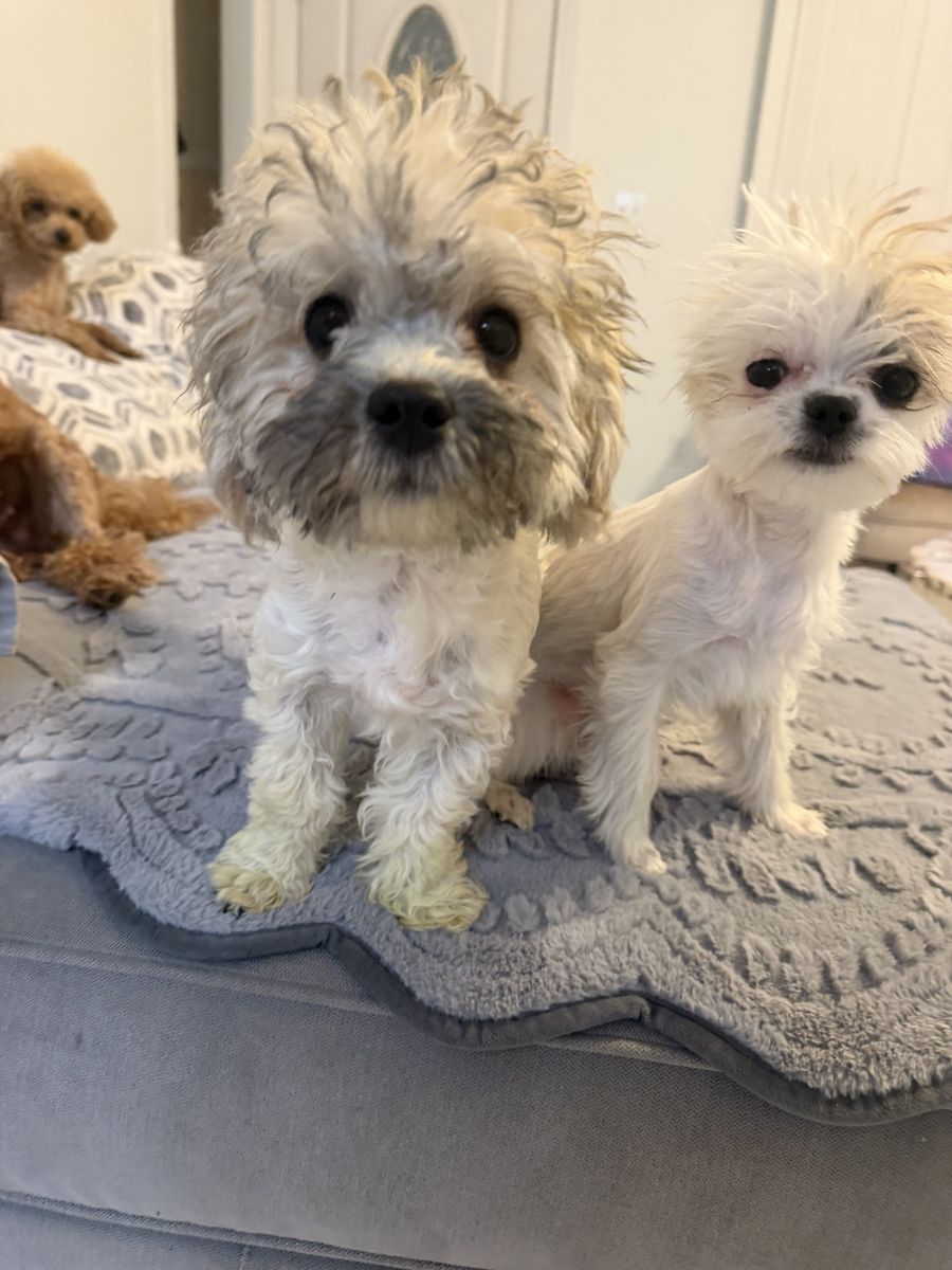 2Males a Yorky Chihuahua and Shih Tzu poodle $500 each I will be driving to Utah on September 6 if you are in this area and inte